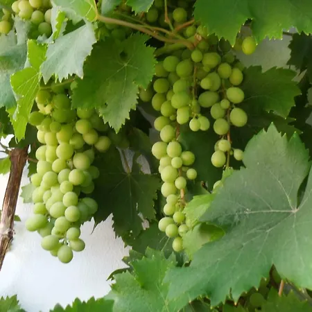 Holiday home Cortijo Luque Nerja