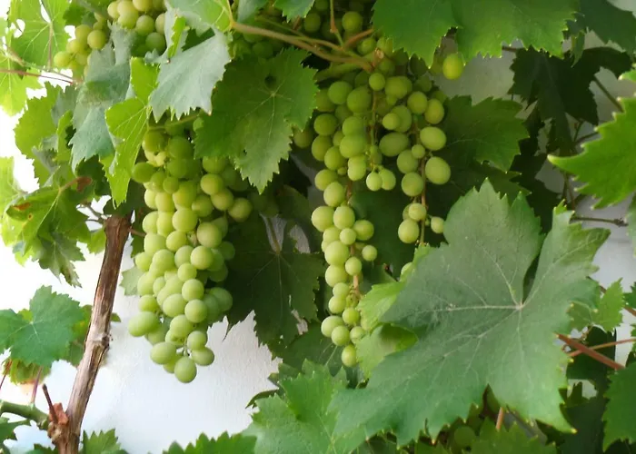 Hébergement de vacances Cortijo Luque Nerja